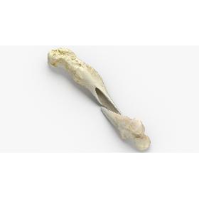 3D Real Dog Thigh Bone Femur Broken Two Pieces